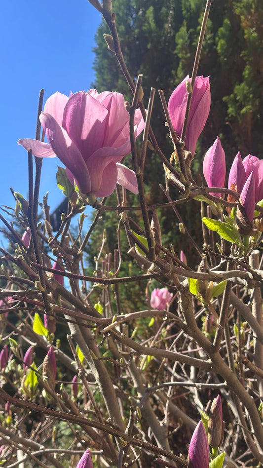Magnolia – More Than Just Beauty: The Healing Power of Bark and Blossoms
