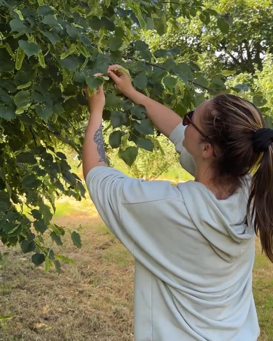 Linden Blossom – The Calming, Heart-Opening Herb Every Woman Should Know