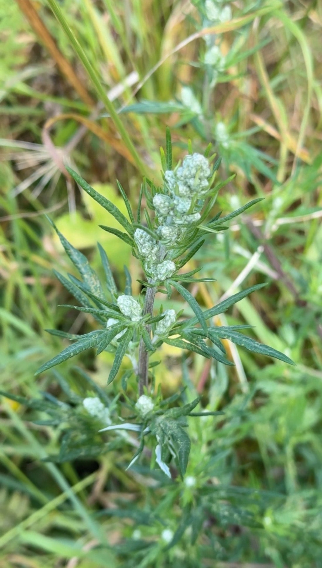 Mugwort: An Ancient Plant with Modern Potential