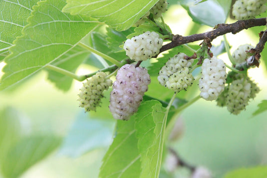 White Mulberry: The Herbal Secret to Curb Sugar Cravings and Support Weight Loss