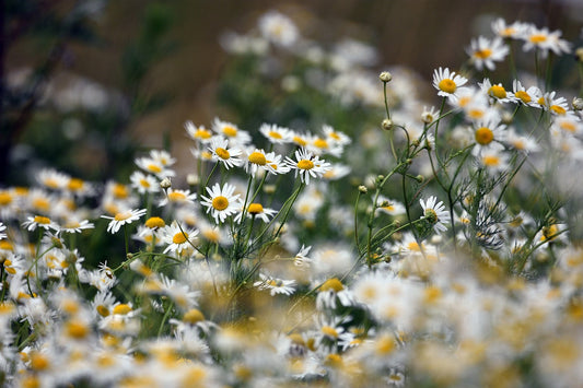 Chamomile: Beyond the Teacup – Ancient Wisdom for Modern Life