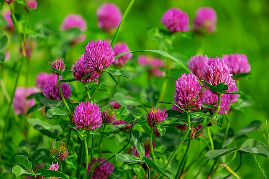 Red Clover (Trifolium pratense) – A Flower of Feminine Power and Gentle Detoxification