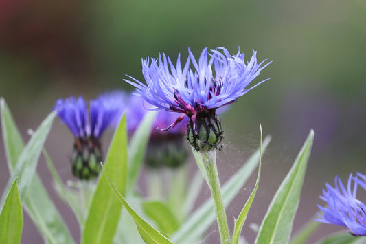 Cornflower (Centaurea cyanus) – A Beautiful Herb with Powerful Healing Properties