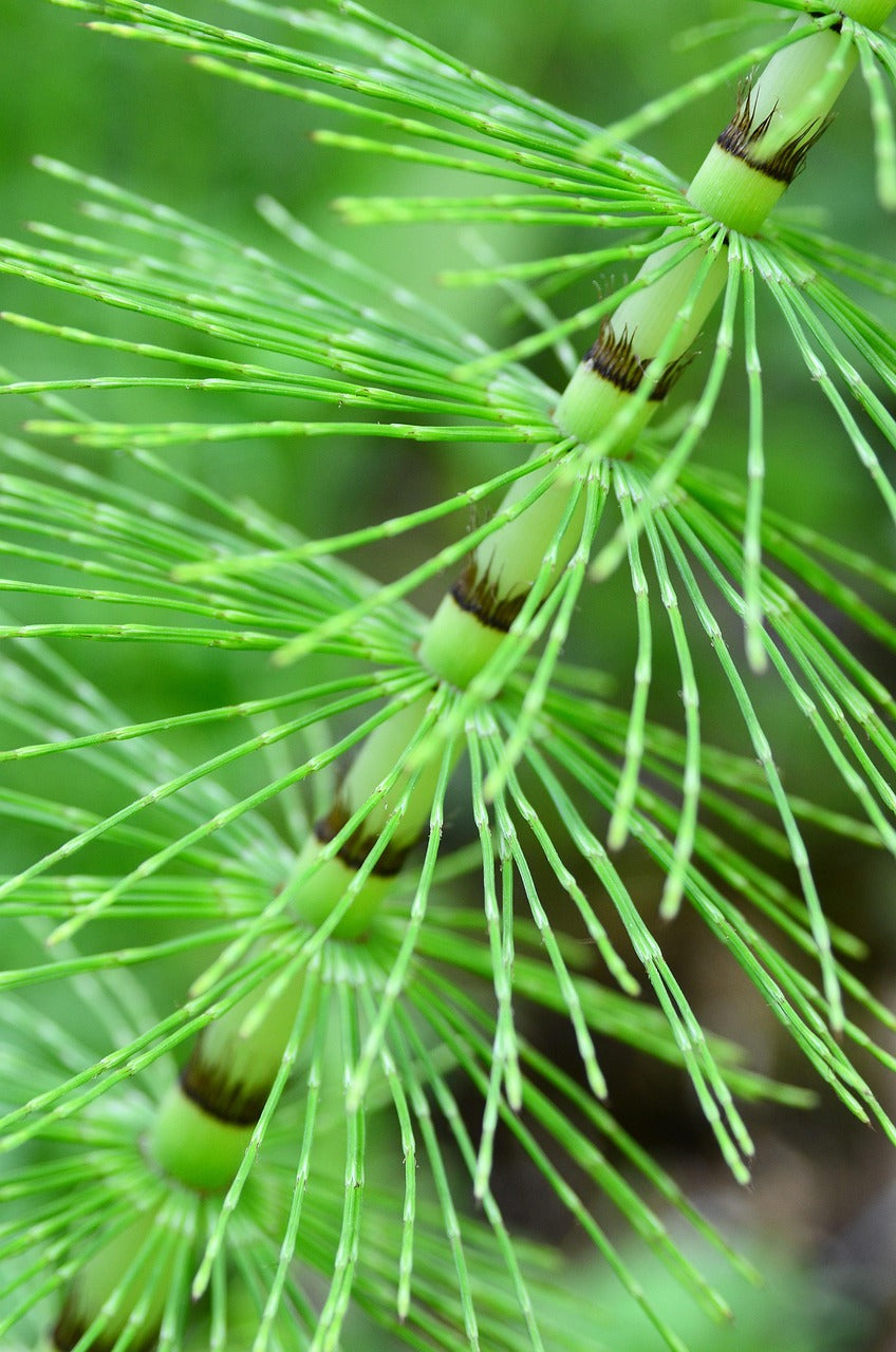 Horsetail (Equisetum arvense): A Forgotten Herbal Ally for Hair, Bones, Skin and Kidneys