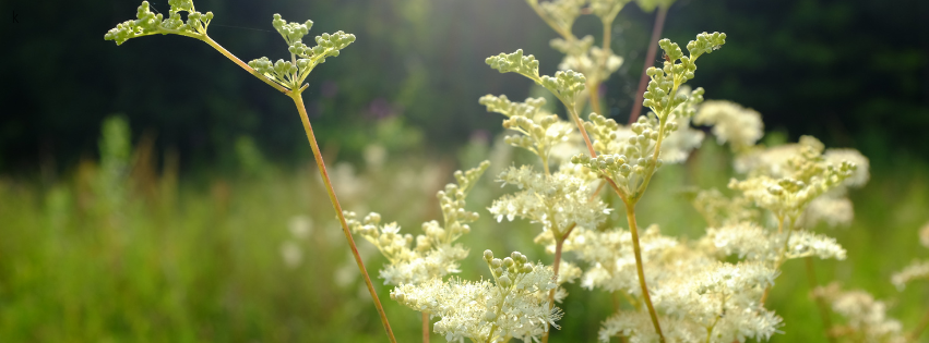 Meadowsweet: The Gentle Herbal Remedy Every Woman Should Know