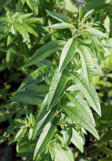 Lemon Verbena: A Calming Powerhouse for Digestion, Sleep and the Nervous System