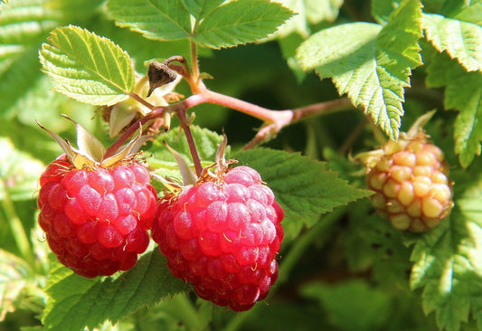 Raspberry Leaf – Benefits, Uses, and Precautions. Why This Herbal Ally Deserves a Place in Your Routine