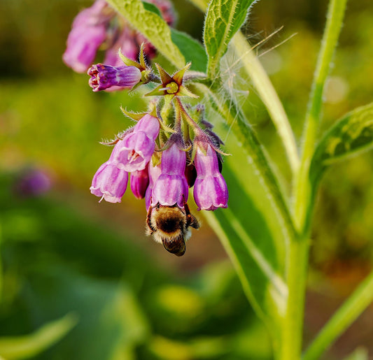 Comfrey – Nature’s Healer for Joints, Bones and Skin