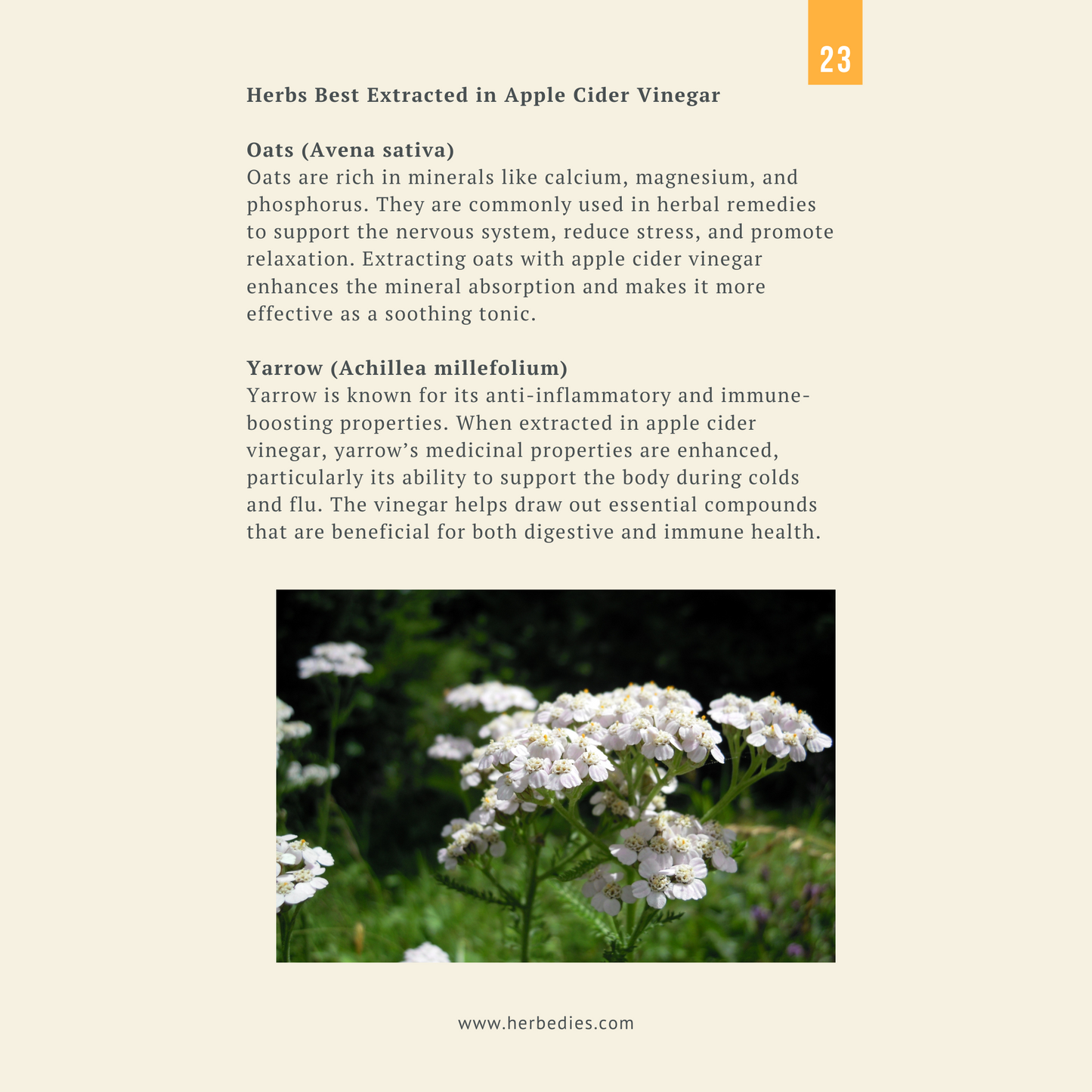 Herbal Tinctures Made Simple! Your Complete Guide to Crafting Effective Herbal Tinctures