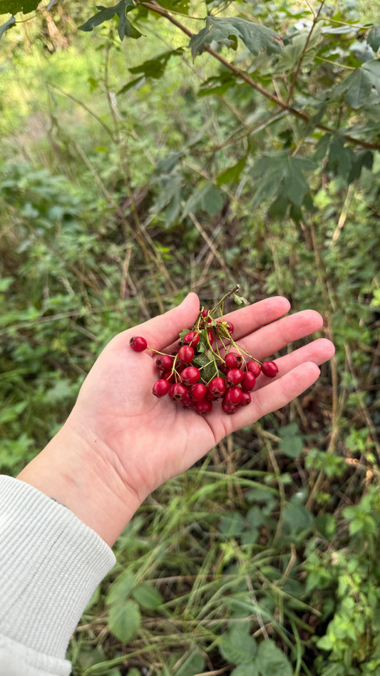Heart Palpitations in Perimenopause: Why They Happen, When to Get Checked & Where Herbs Fit