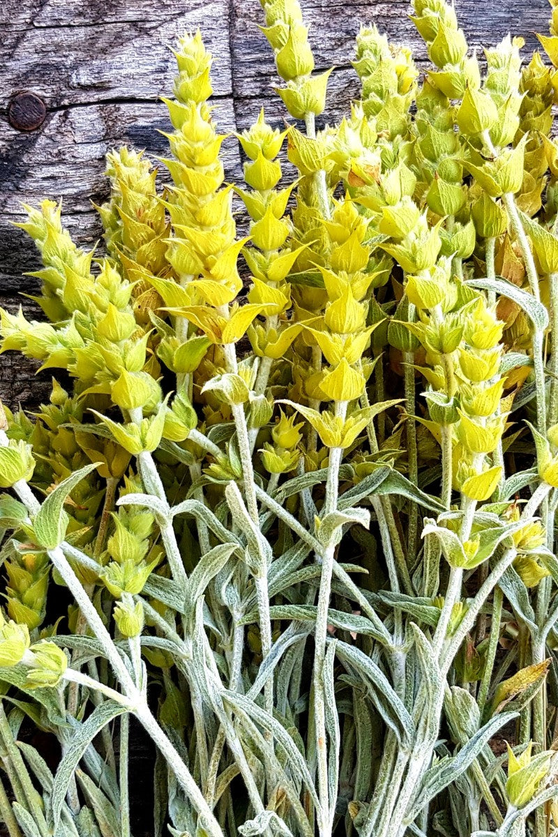 Ironwort: The Ancient Herb for Gut Health, Immunity, and Glowing Skin
