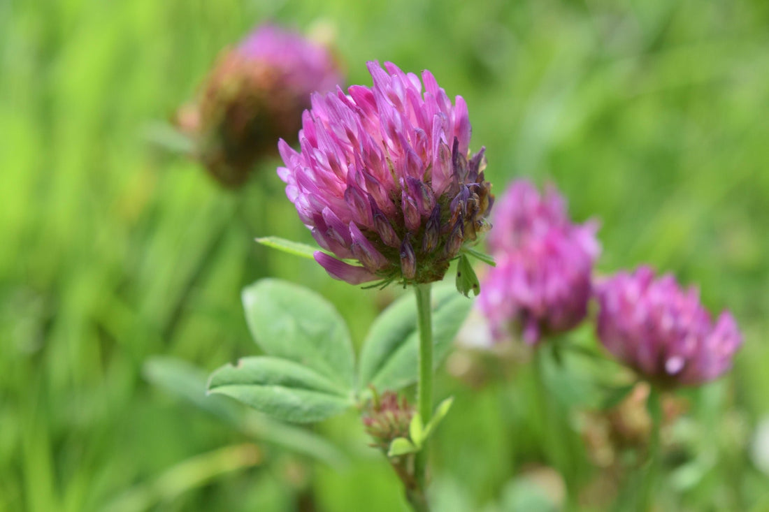 Phytoestrogens in Perimenopause: What They Actually Do (and Why They’re Not “Natural Oestrogen”)