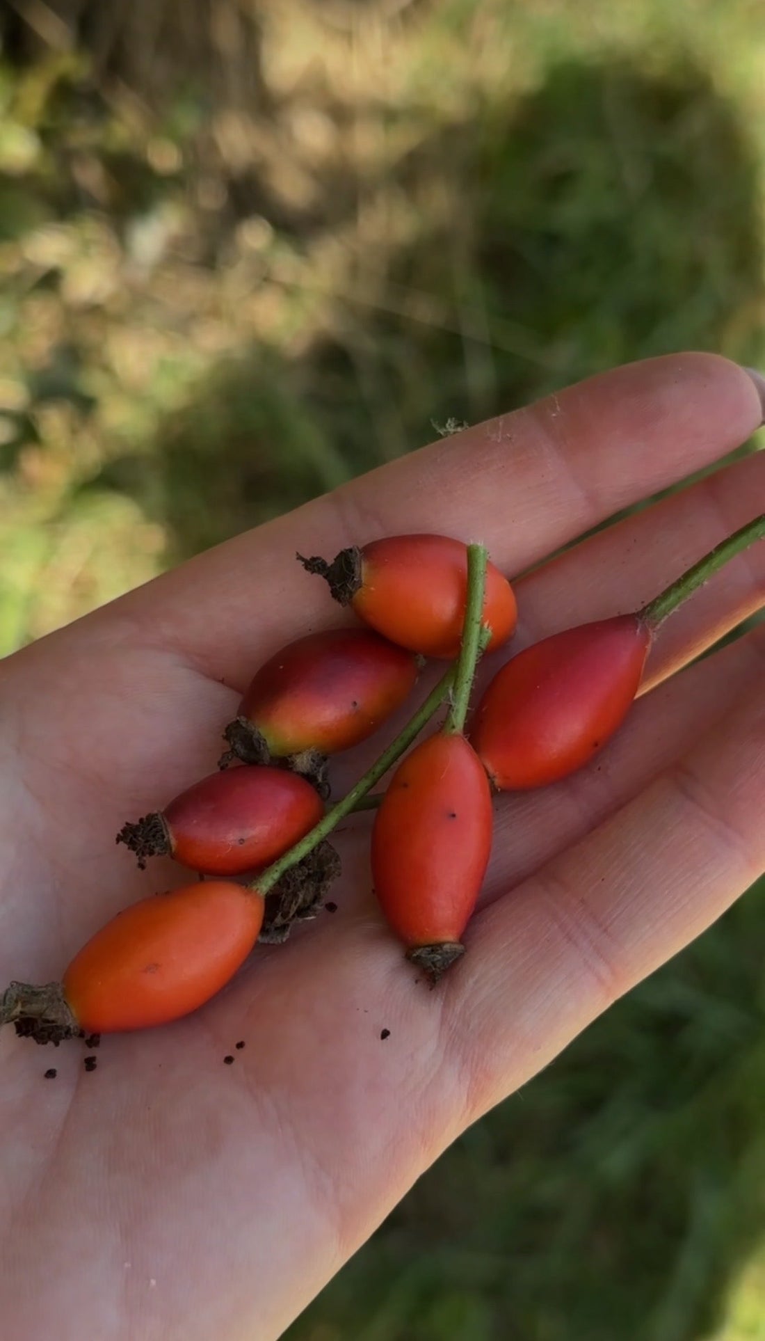 Rosehips for Women in Midlife: Why This Simple Fruit Deserves More Attention