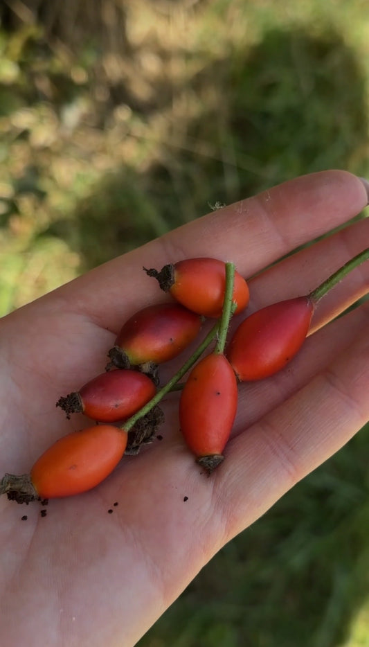 Rosehips for Women in Midlife: Why This Simple Fruit Deserves More Attention