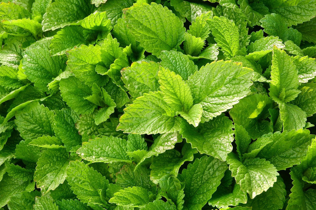 Lemon Balm (Melissa officinalis): A Calming Herb for the Body, Mind and Spirit
