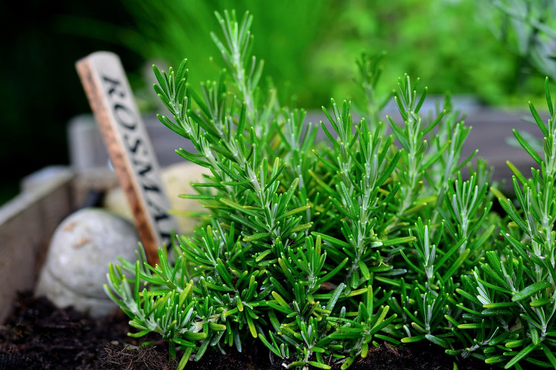 Rosemary: A Powerful Herb Beyond the Kitchen + DIY Rosemary Oil for Lymphatic Massage