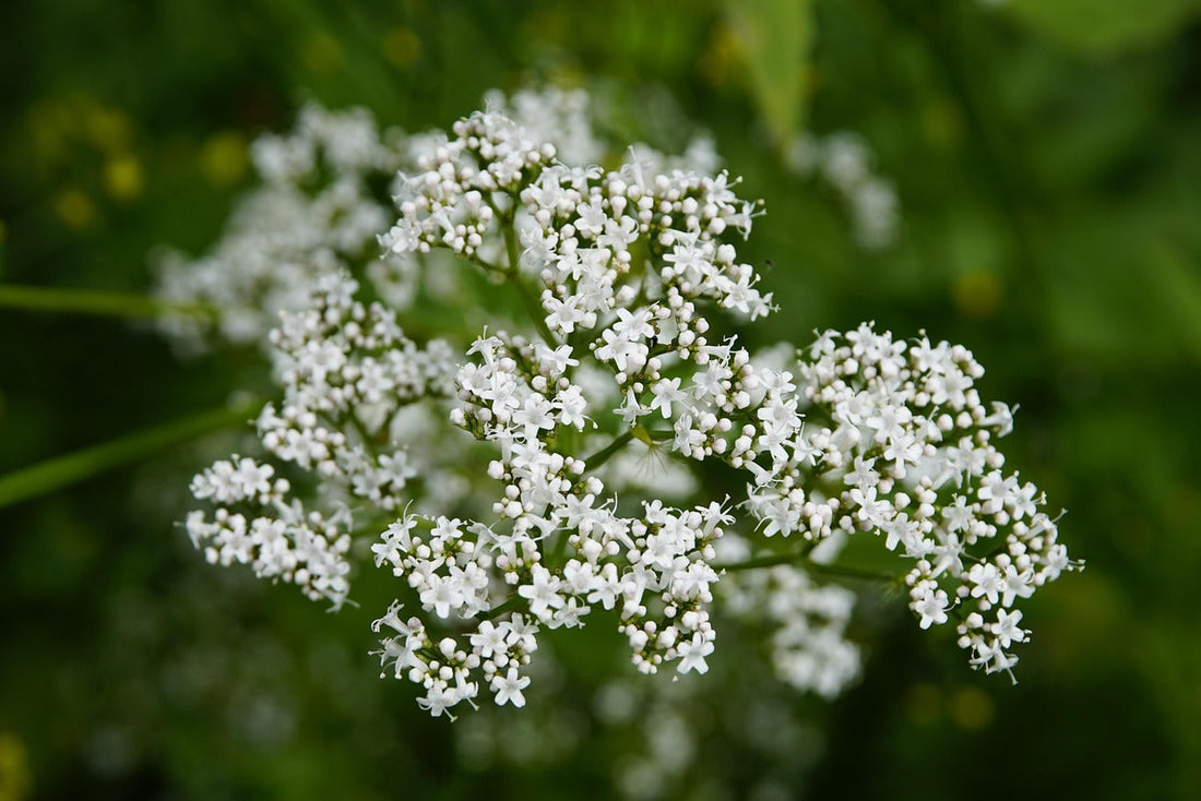 Valerian Root (Valeriana officinalis) – A Natural Remedy for Better Sleep and Stress Reduction